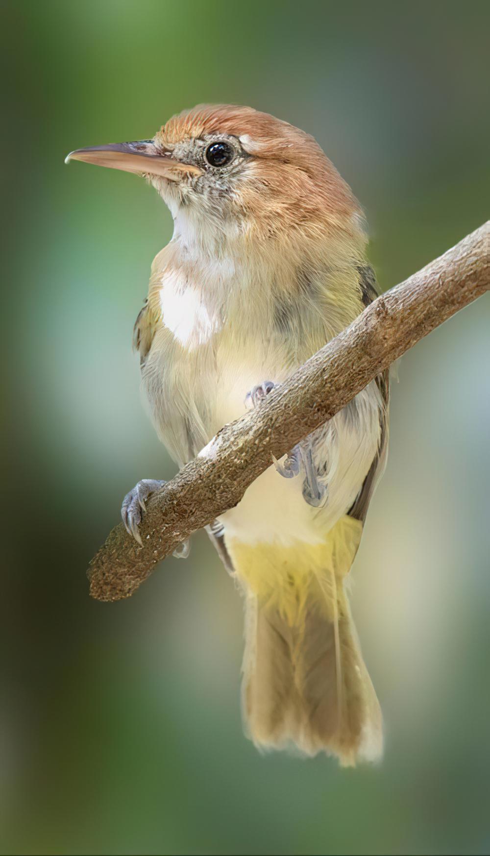 棕颈绿莺雀 / Rufous-naped Greenlet / Hylophilus semibrunneus