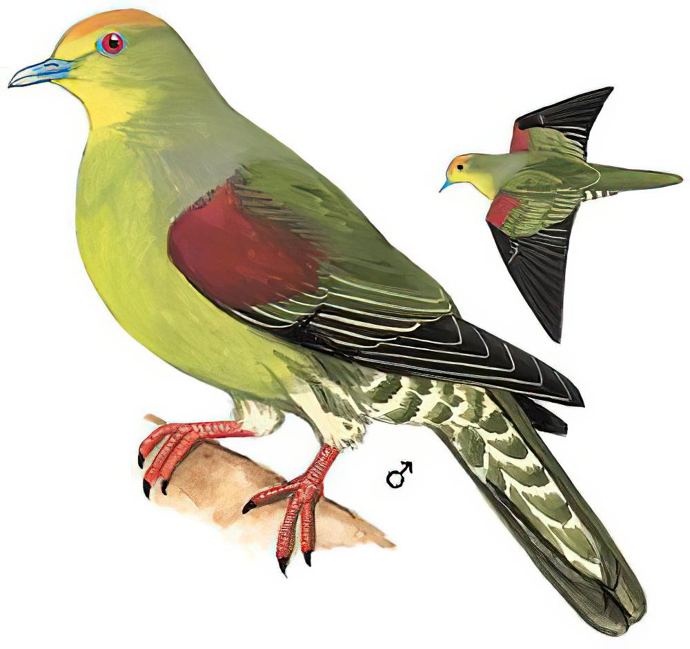 红顶绿鸠 / Whistling Green Pigeon / Treron formosae