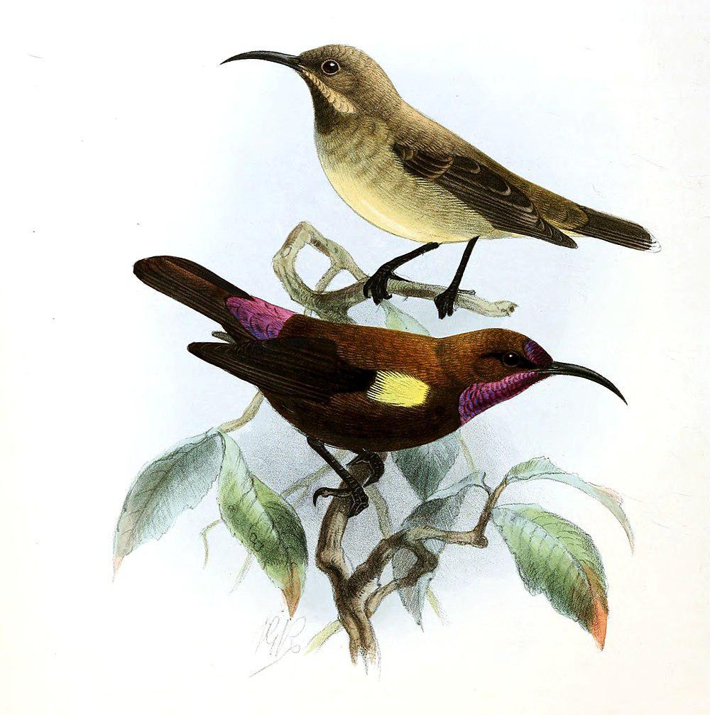 乌色花蜜鸟 / Carmelite Sunbird / Chalcomitra fuliginosa