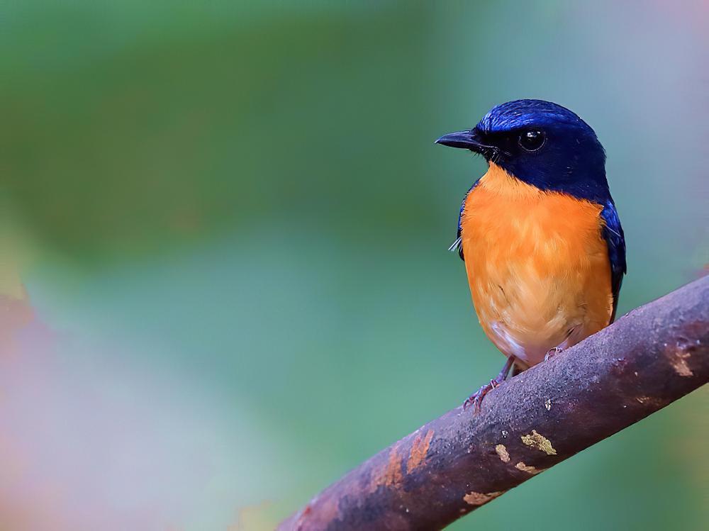 红树仙鹟 / Mangrove Blue Flycatcher / Cyornis rufigastra