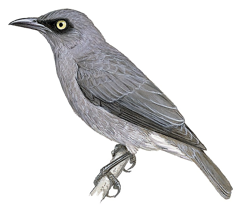 拉岛辉椋鸟 / Rarotonga Starling / Aplonis cinerascens