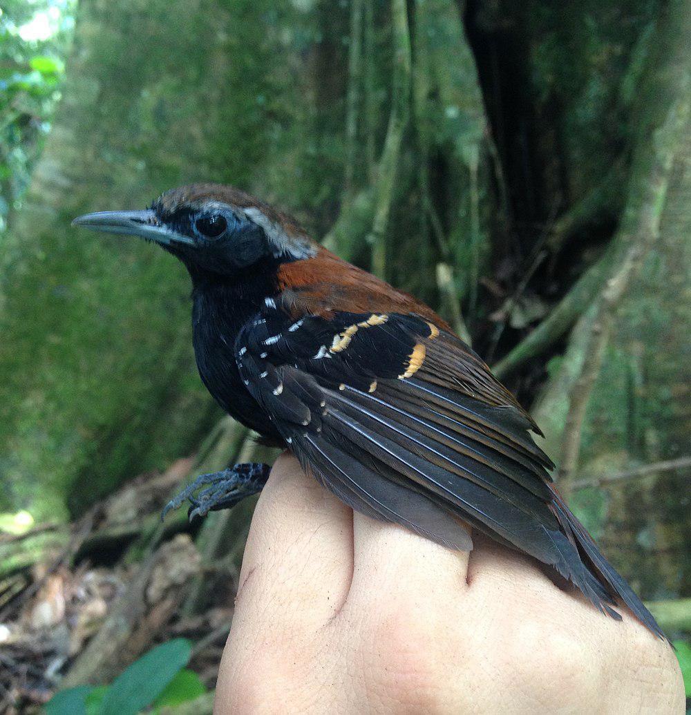 阿苏尔山蚁鸟 / Cordillera Azul Antbird / Myrmoderus eowilsoni