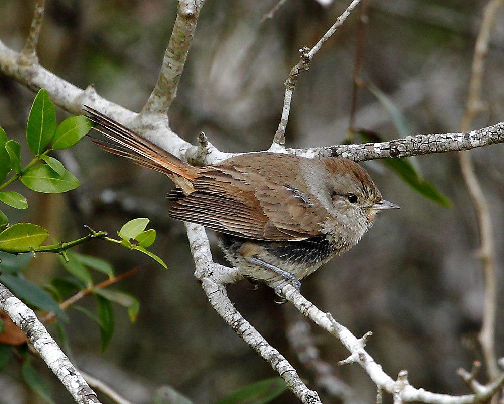 短嘴卡纳灶鸟 / Short-billed Canastero / Asthenes baeri