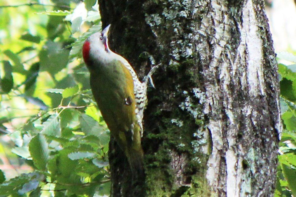 日本绿啄木鸟 / Japanese Green Woodpecker / Picus awokera