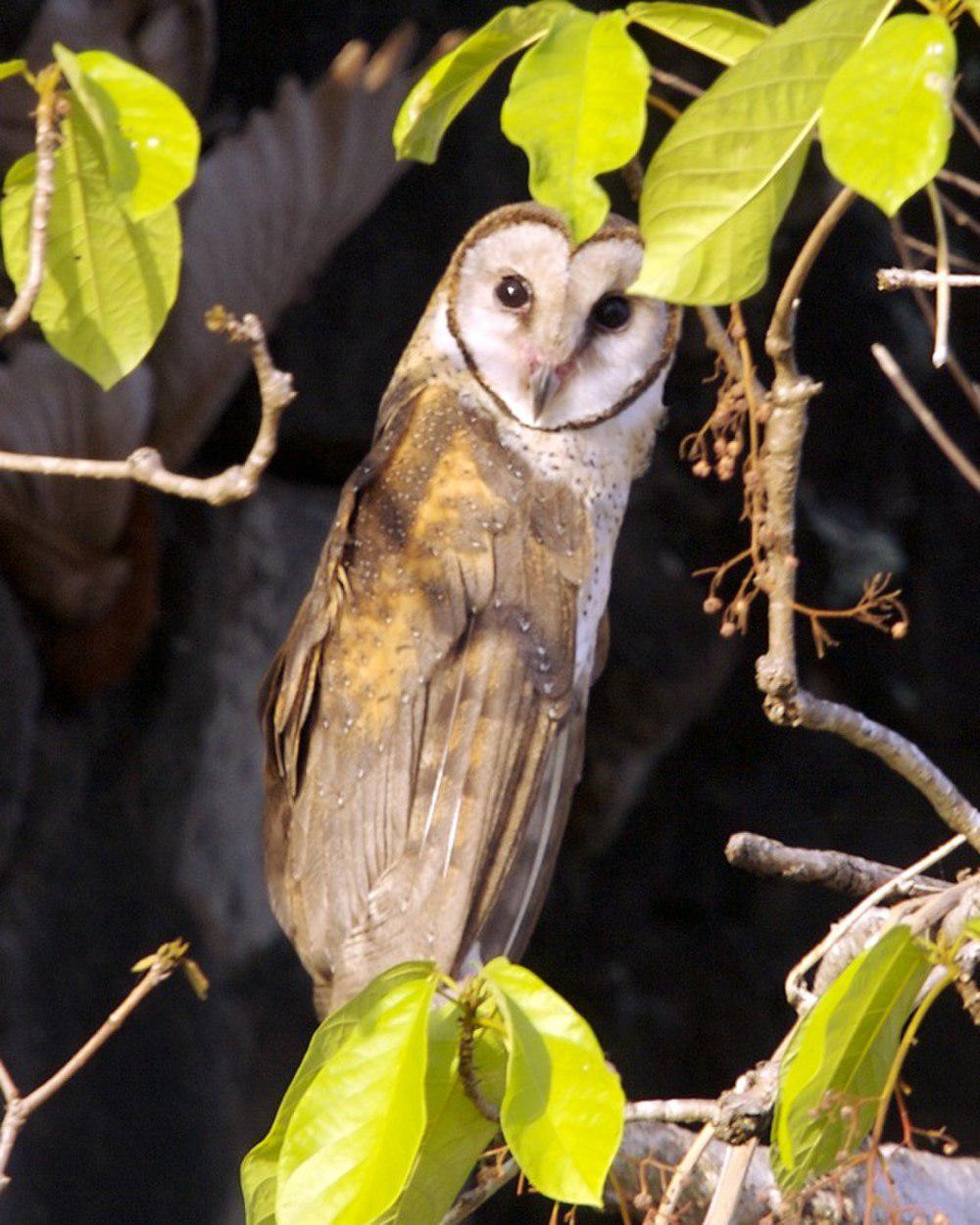 苏拉仓鸮 / Sulawesi Masked Owl / Tyto rosenbergii
