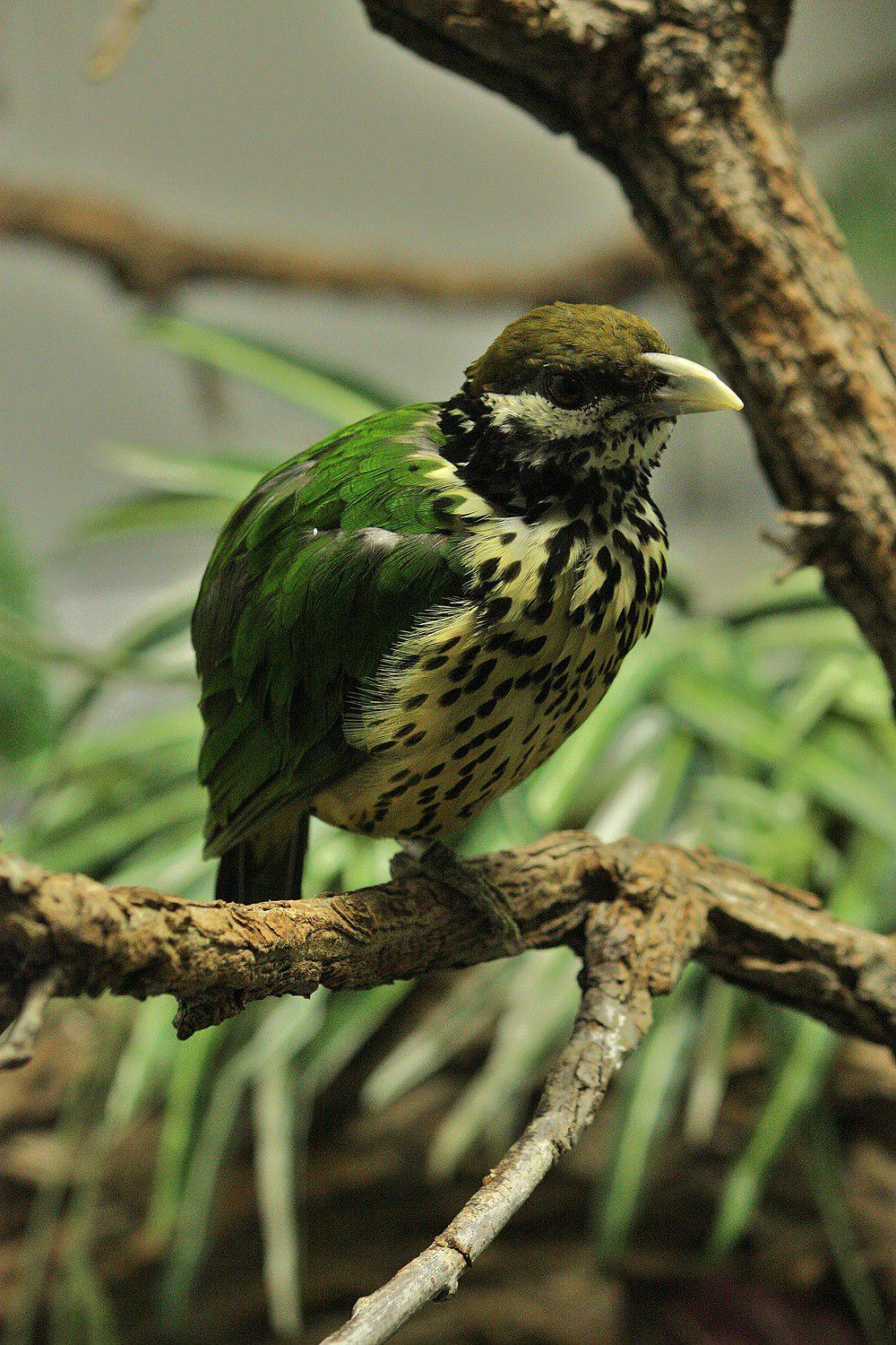 白耳园丁鸟 / White-eared Catbird / Ailuroedus buccoides