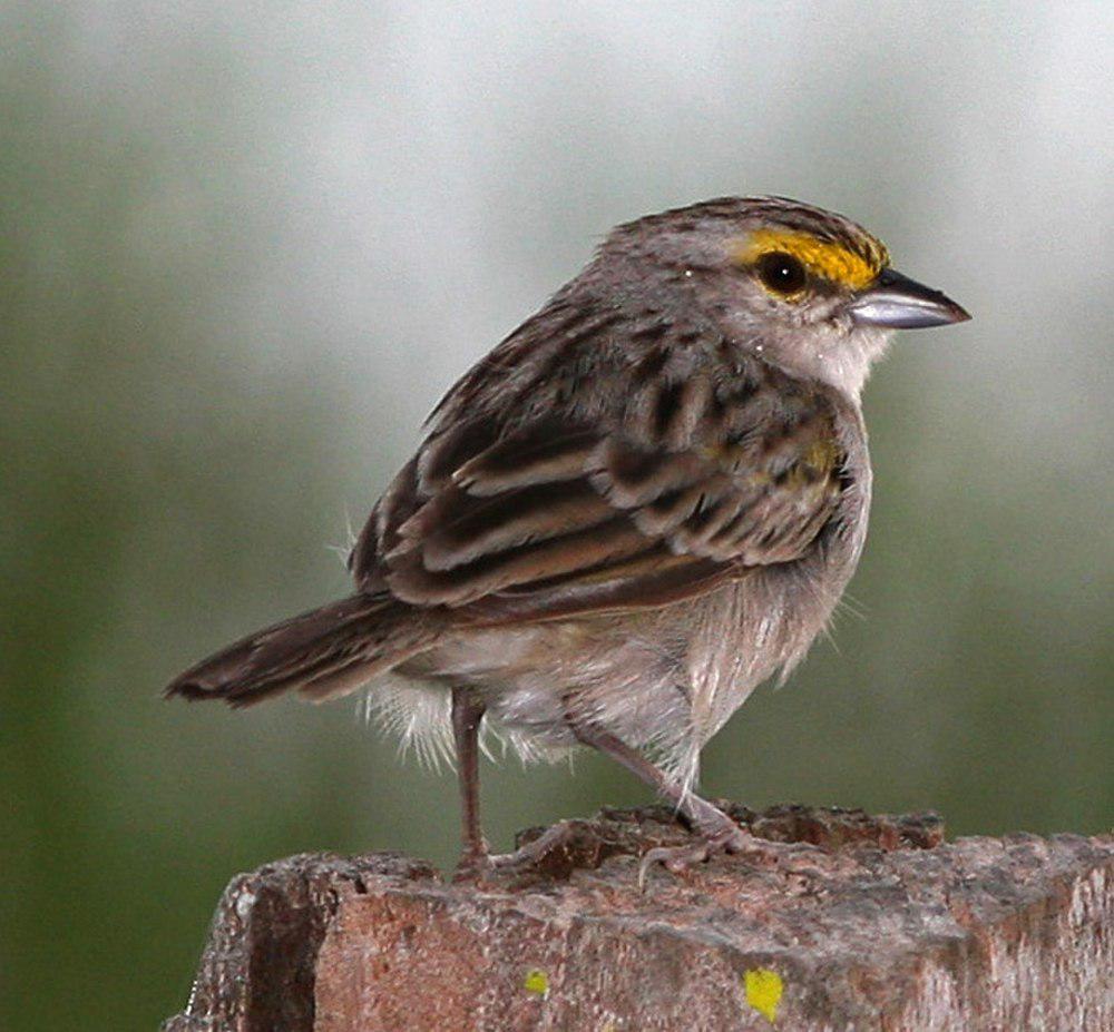 黄眉蝇鹀 / Yellow-browed Sparrow / Ammodramus aurifrons