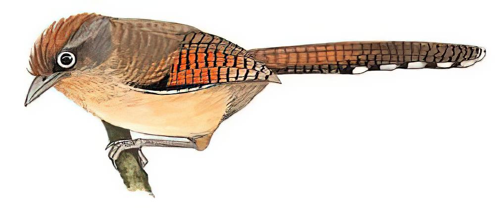 白眶斑翅鹛 / Spectacled Barwing / Actinodura ramsayi