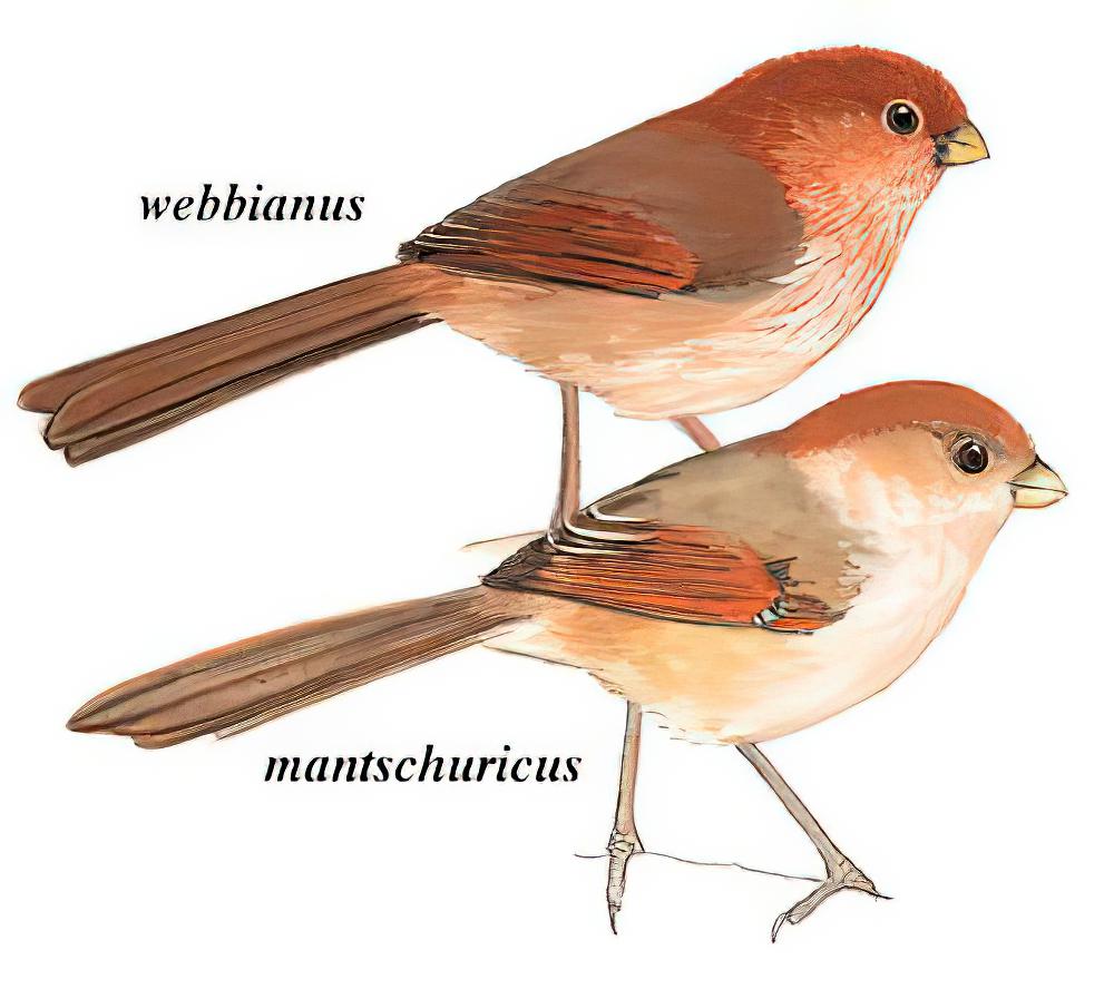 棕头鸦雀 / Vinous-throated Parrotbill / Sinosuthora webbiana