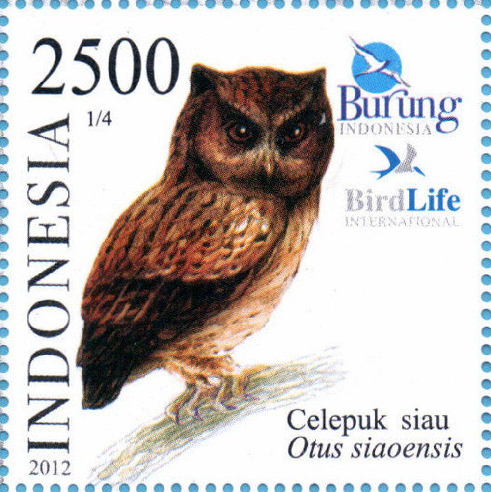 锡奥角鸮 / Siau Scops Owl / Otus siaoensis
