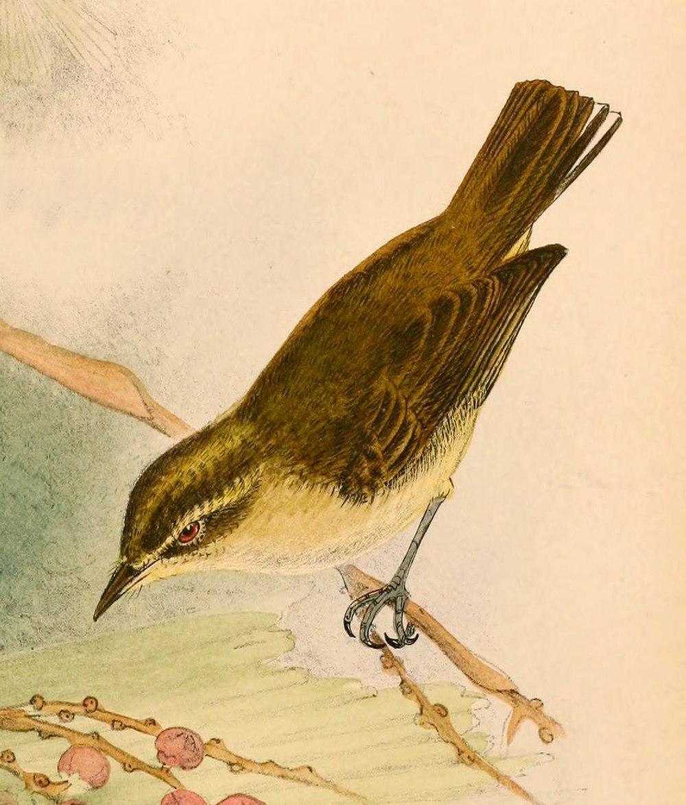 苏拉柳莺 / Sulawesi Leaf Warbler / Phylloscopus sarasinorum