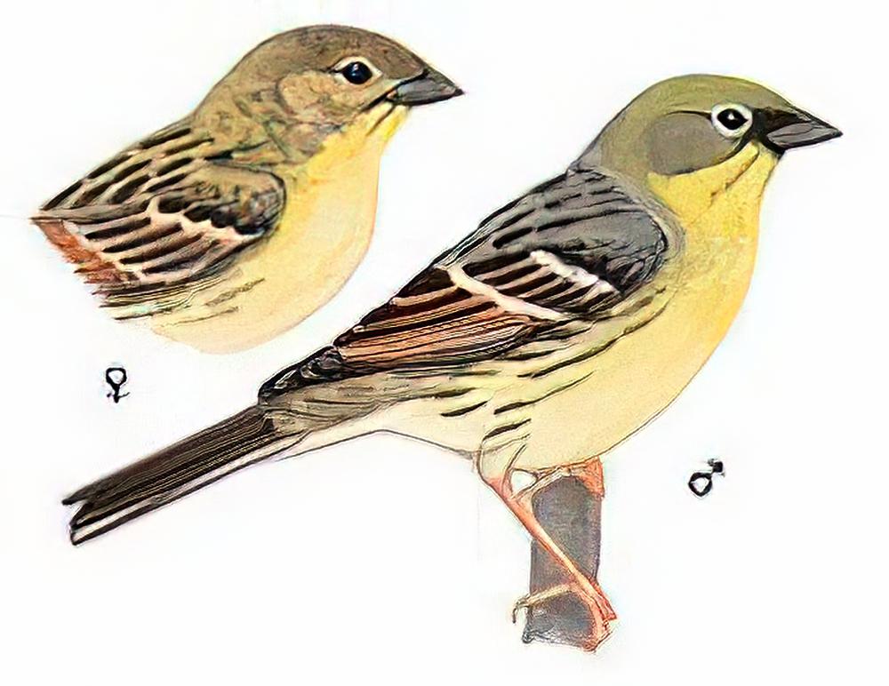 硫黄鹀 / Yellow Bunting