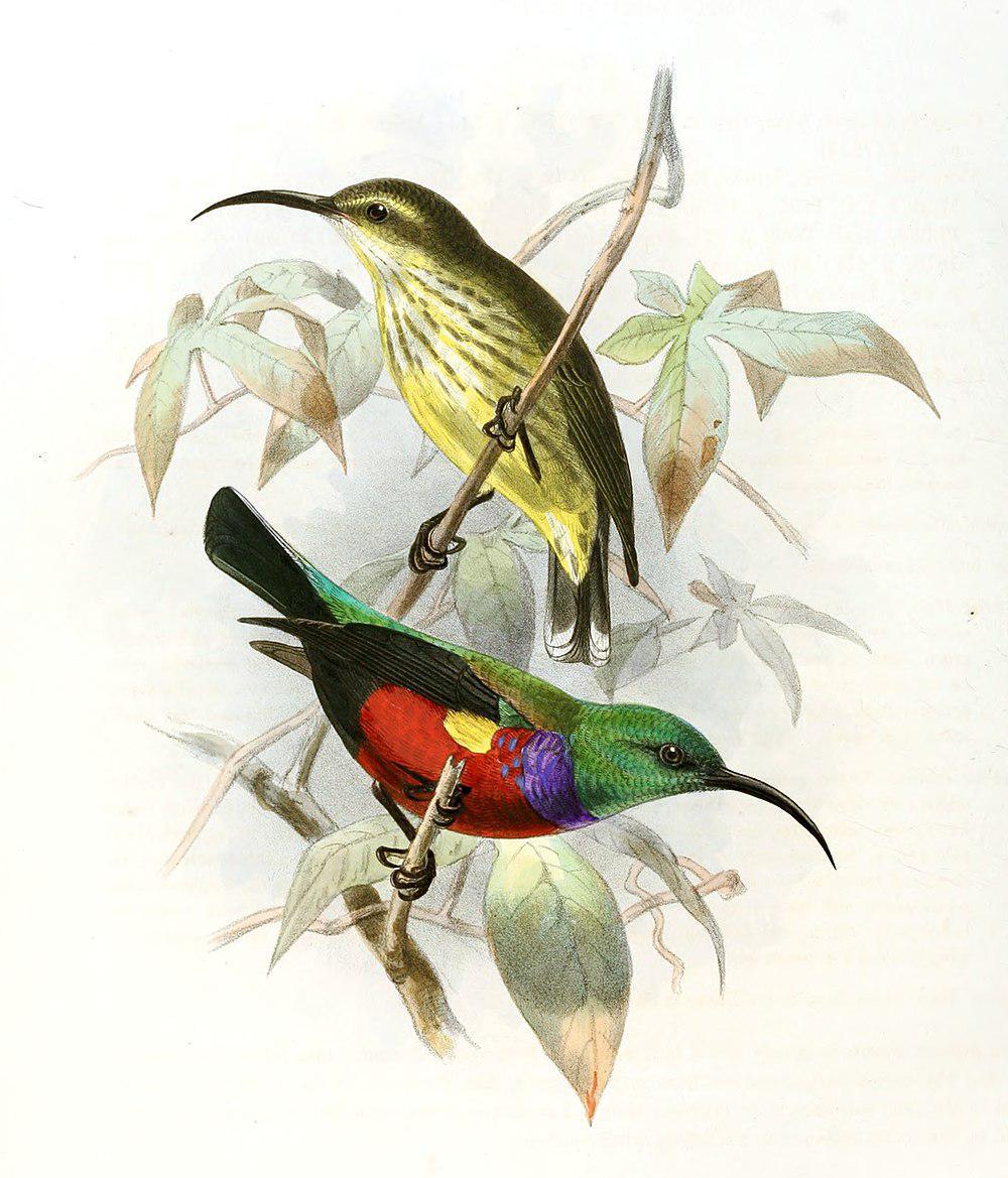 猩红簇花蜜鸟 / Johanna\'s Sunbird / Cinnyris johannae