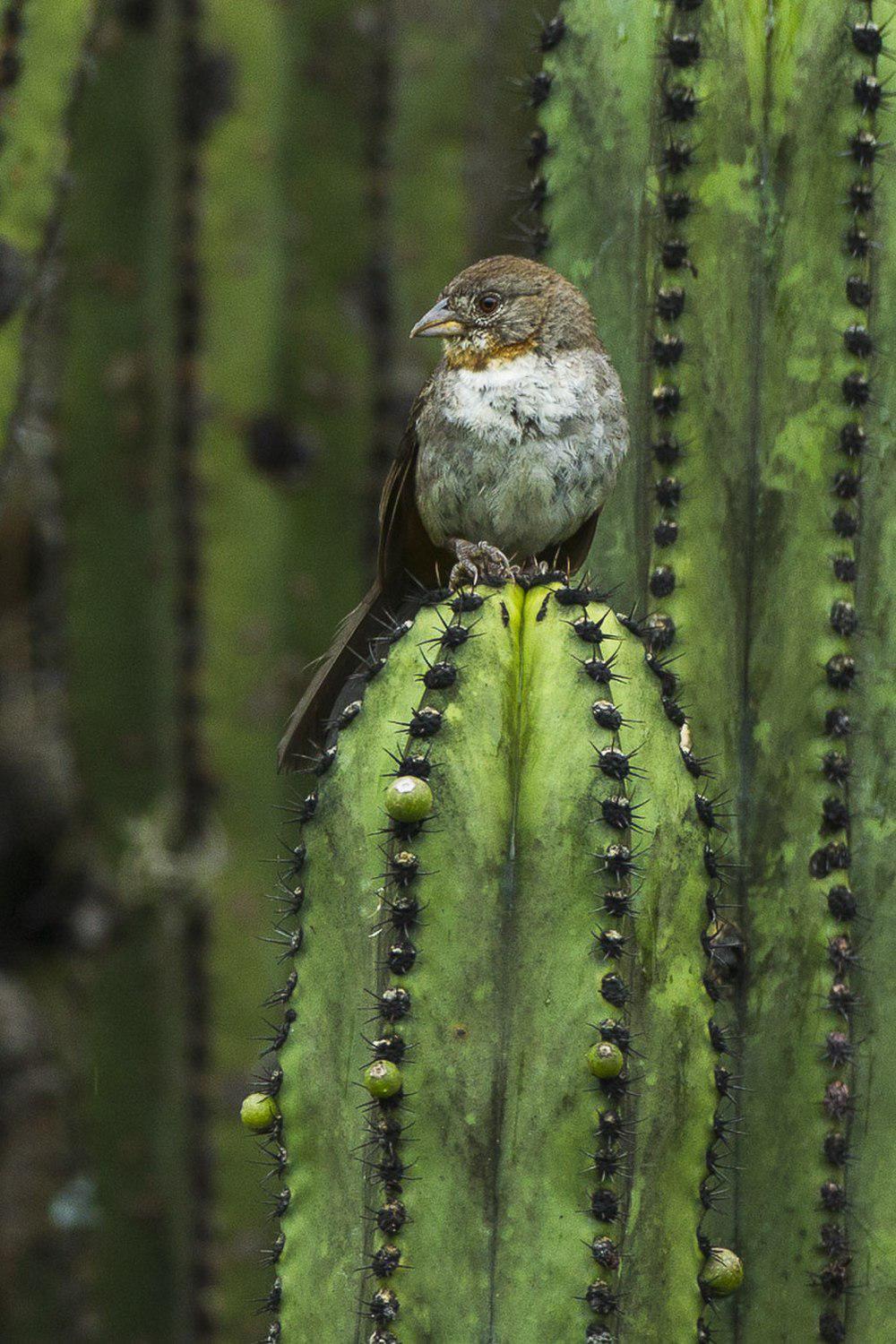 白喉唧鹀 / White-throated Towhee / Melozone albicollis