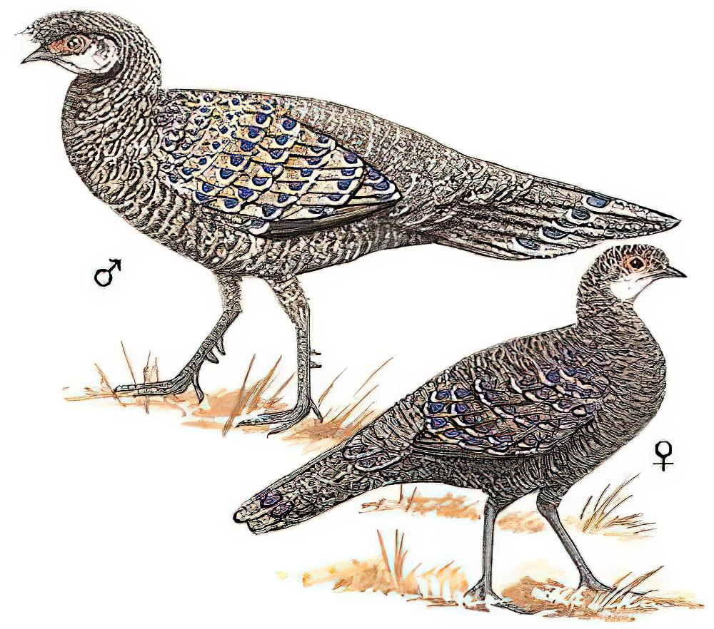 灰孔雀雉 / Grey Peacock-Pheasant / Polyplectron bicalcaratum