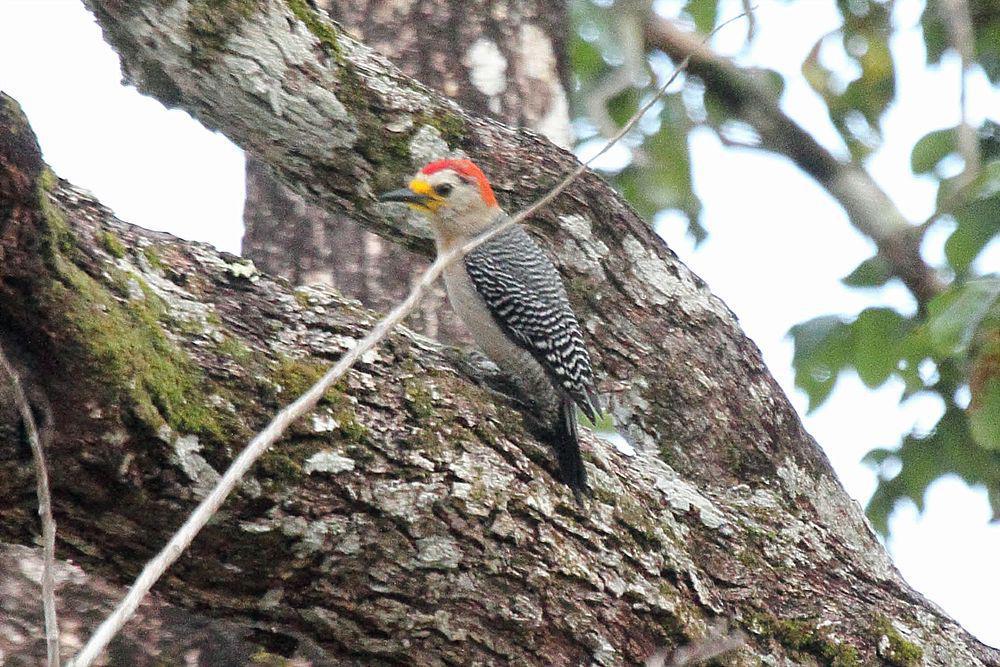 尤卡坦啄木 / Yucatan Woodpecker / Melanerpes pygmaeus