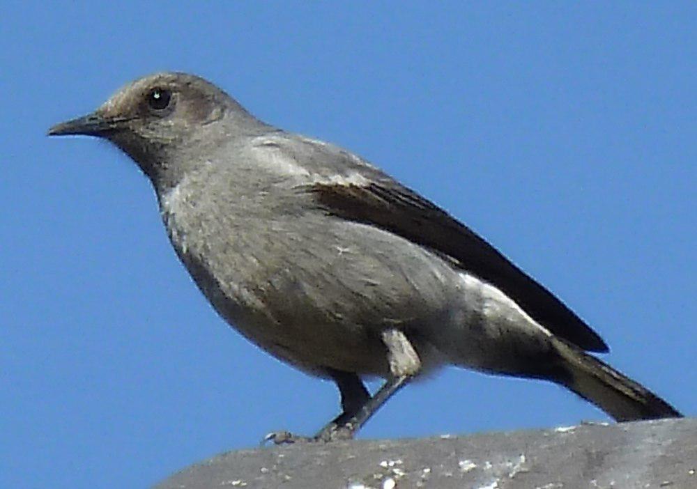 山䳭 / Mountain Wheatear / Myrmecocichla monticola