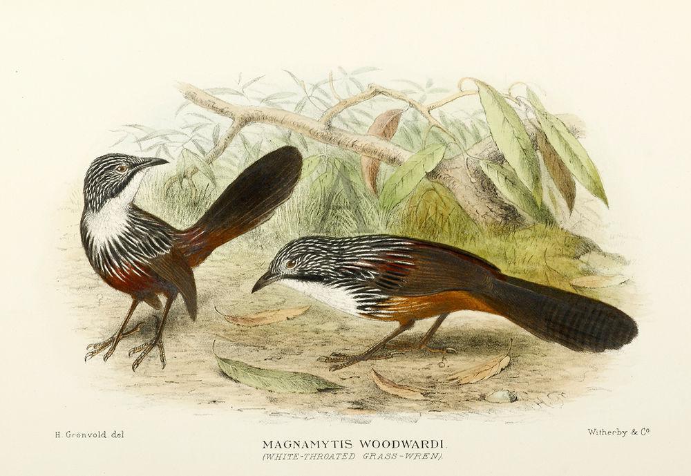 白喉草鹩莺 / White-throated Grasswren / Amytornis woodwardi