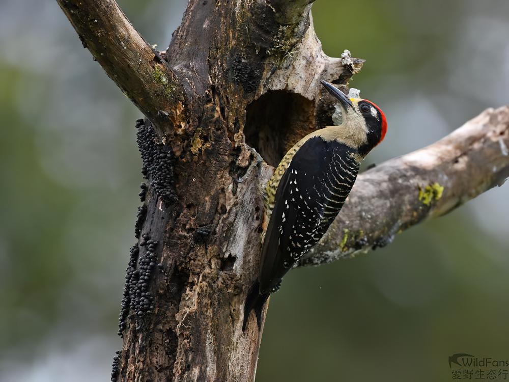 黑颊啄木鸟 / Black-cheeked Woodpecker / Melanerpes pucherani