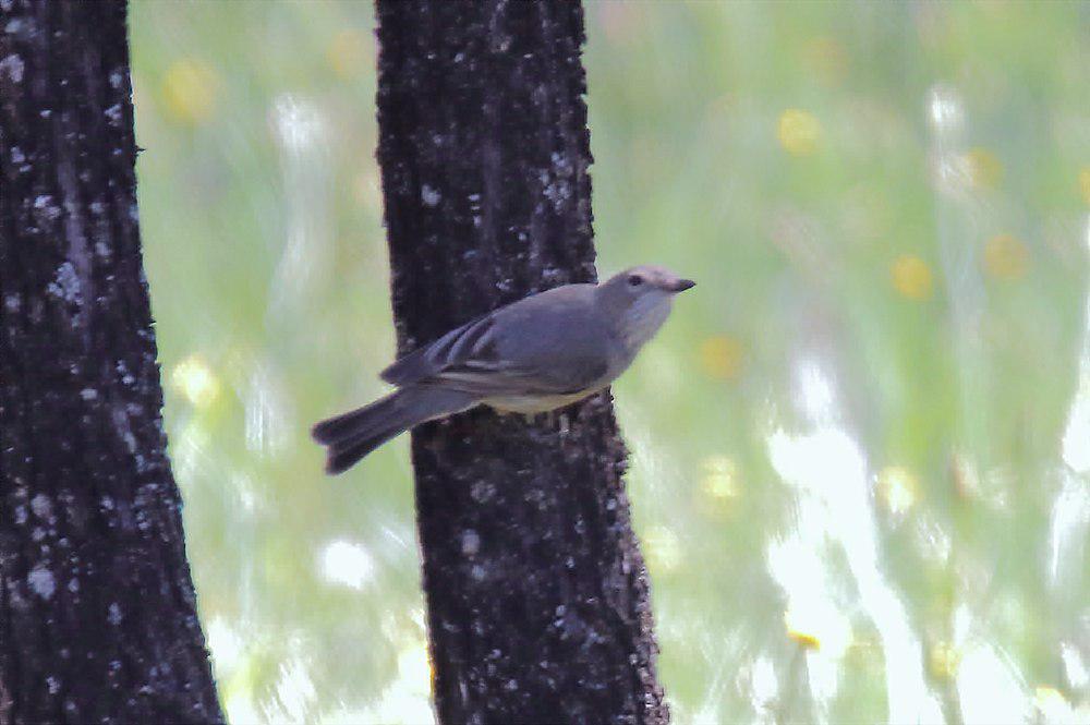 西噪刺莺 / Western Gerygone / Gerygone fusca