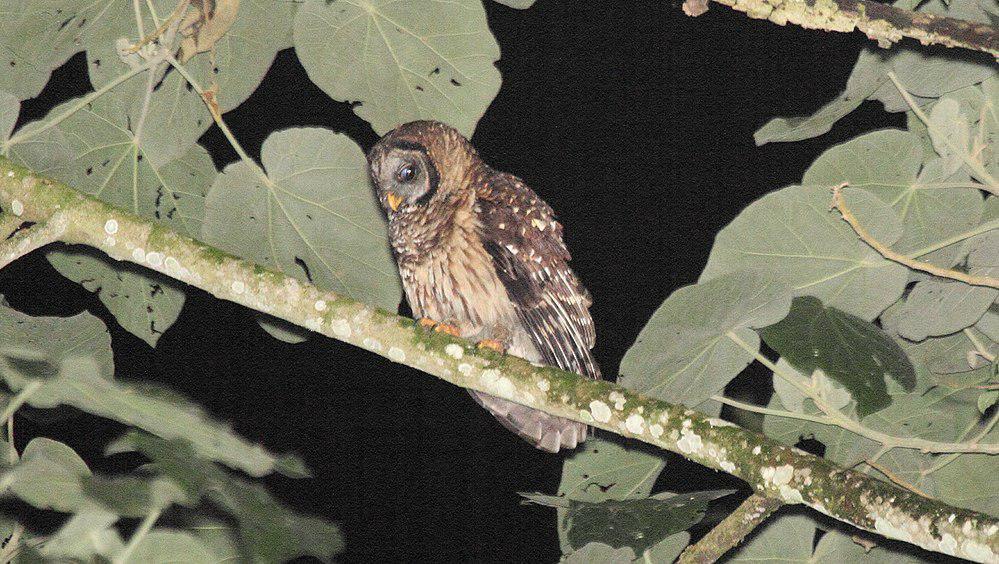 茶色林鸮 / Fulvous Owl / Strix fulvescens