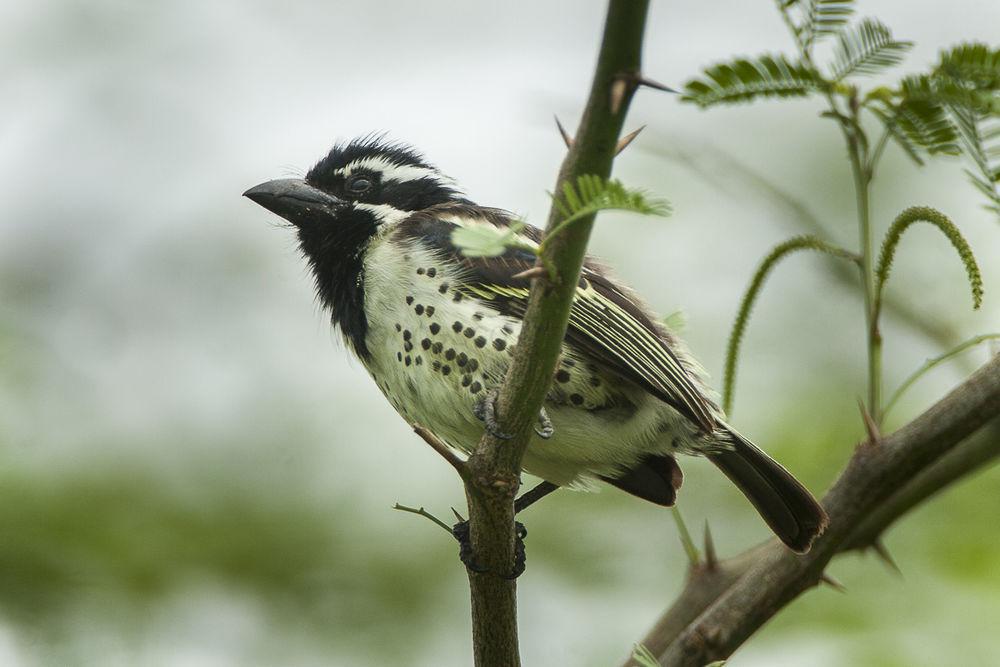 斑肋拟䴕 / Spot-flanked Barbet / Tricholaema lacrymosa