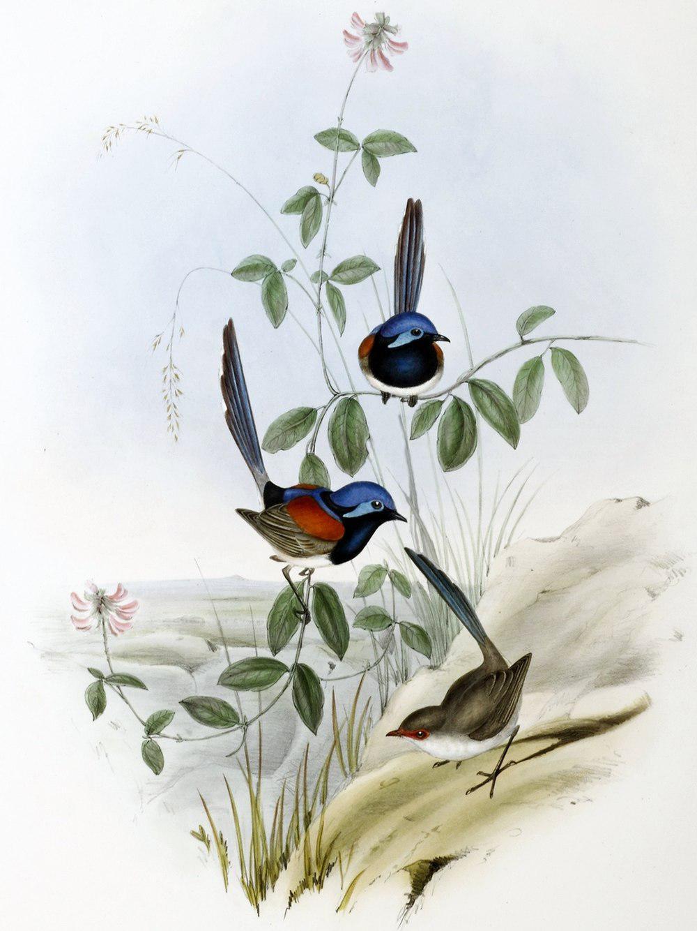 蓝胸细尾鹩莺 / Blue-breasted Fairywren / Malurus pulcherrimus