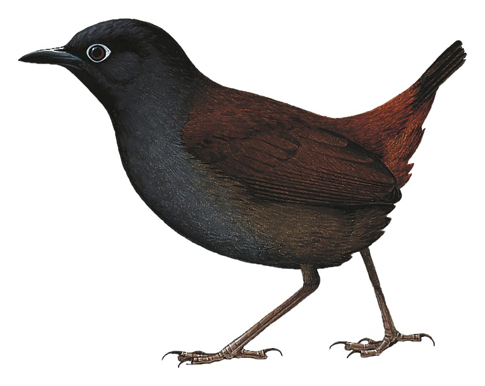 黑头蚁鸫 / Black-headed Antthrush / Formicarius nigricapillus