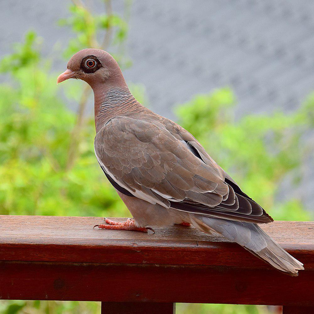 裸眶鸽 / Bare-eyed Pigeon / Patagioenas corensis