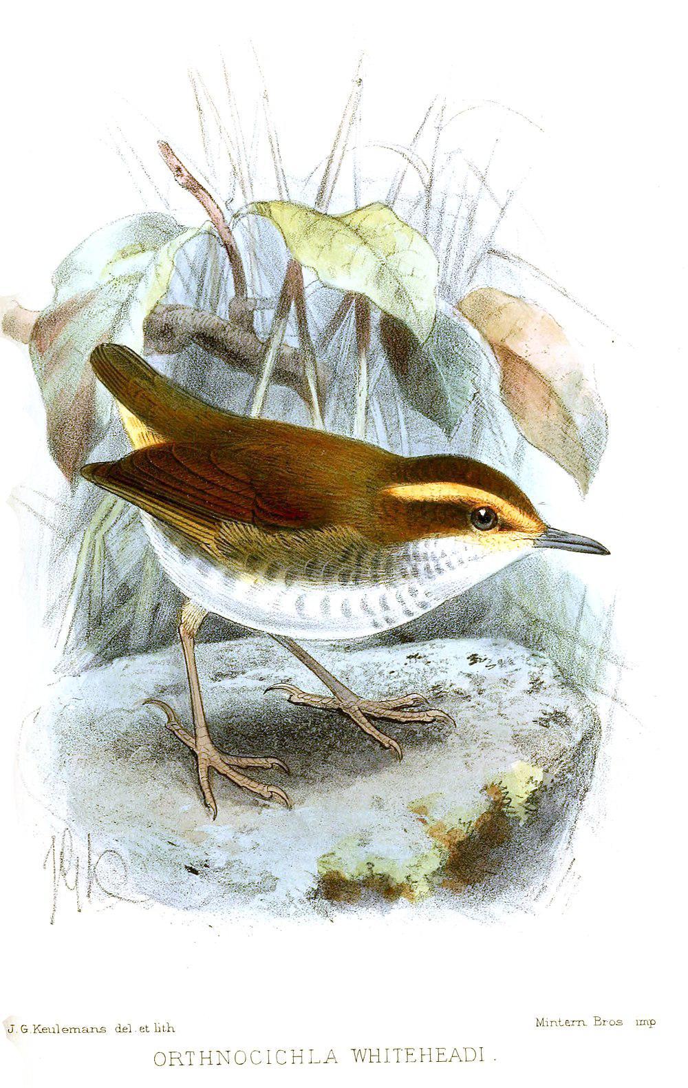 印尼短尾莺 / Bornean Stubtail / Urosphena whiteheadi