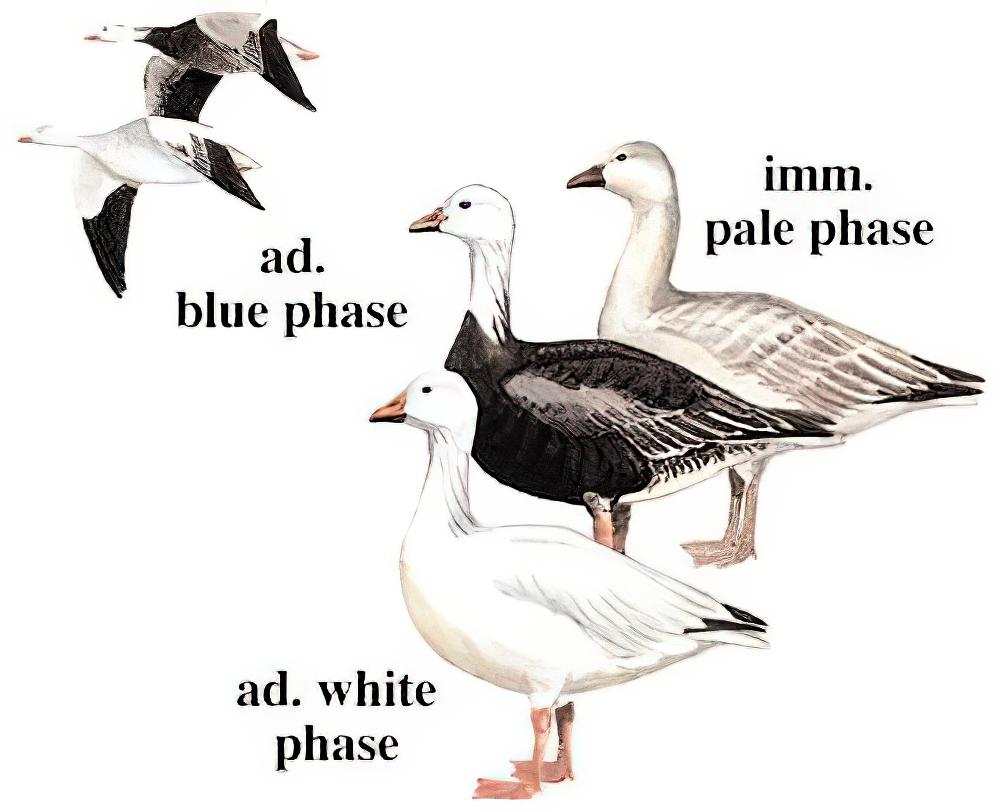雪雁 / Snow Goose / Anser caerulescens