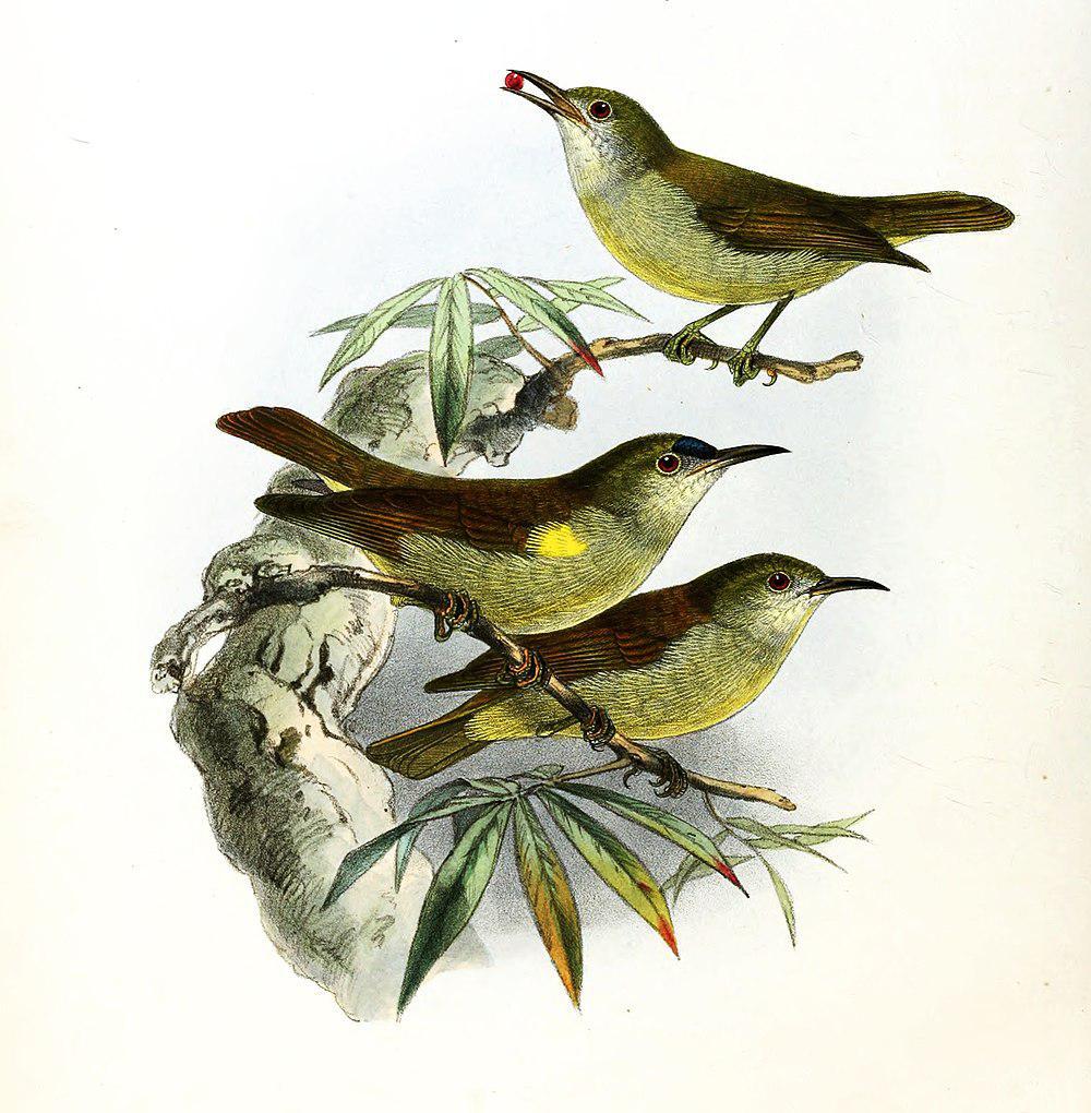 纯色食蜜鸟 / Plain Sunbird / Anthreptes simplex