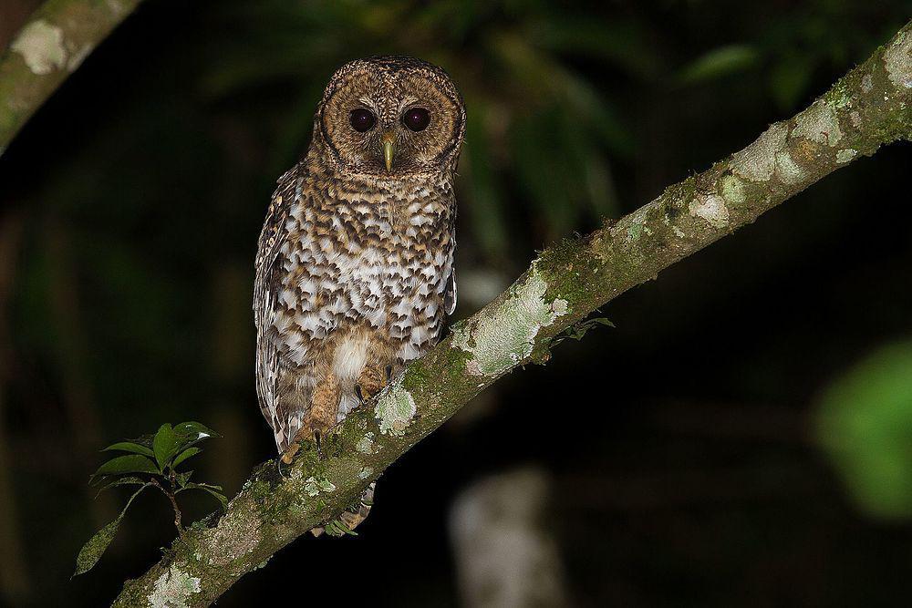 锈斑林鸮 / Rusty-barred Owl / Strix hylophila