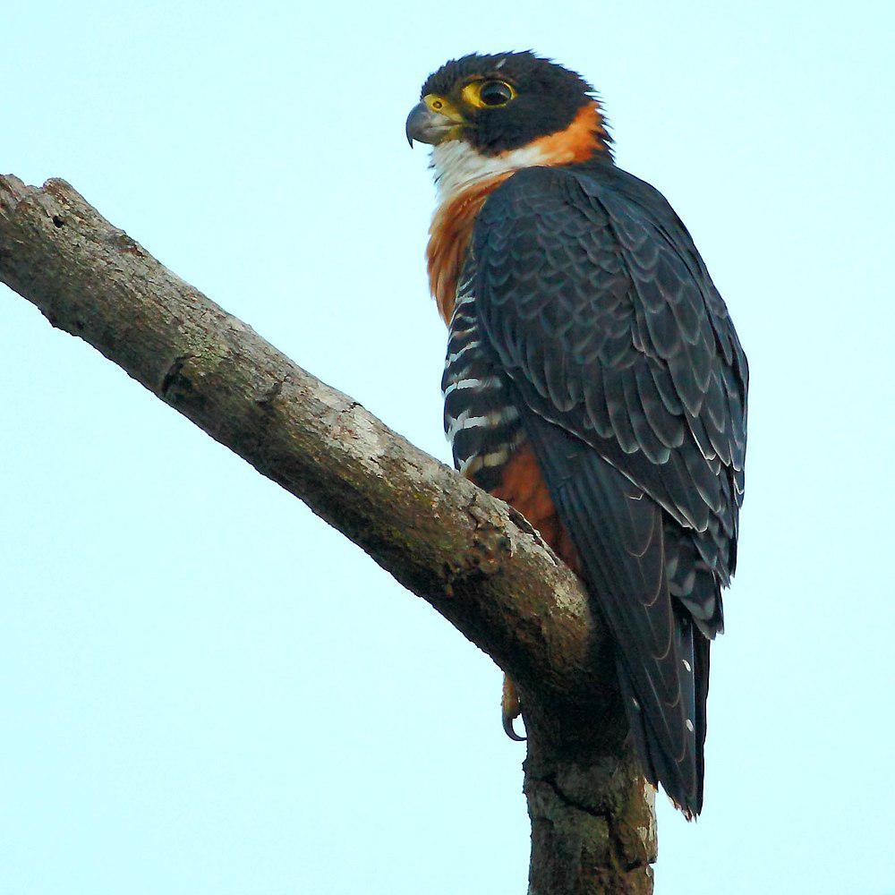 橙胸隼 / Orange-breasted Falcon / Falco deiroleucus