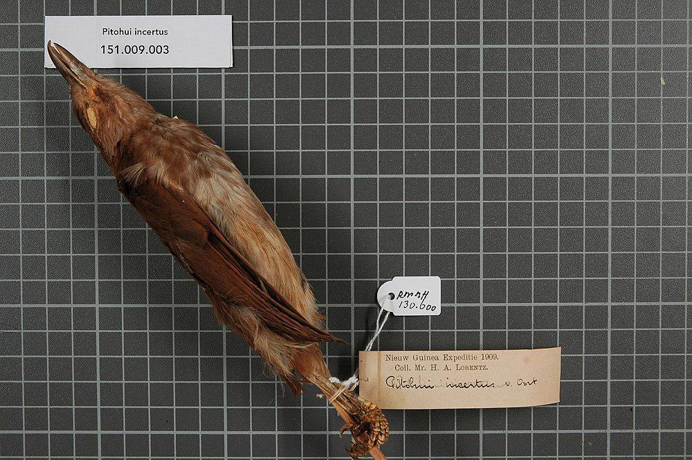 斑胸林鵙鹟 / White-bellied Pitohui / Pseudorectes incertus