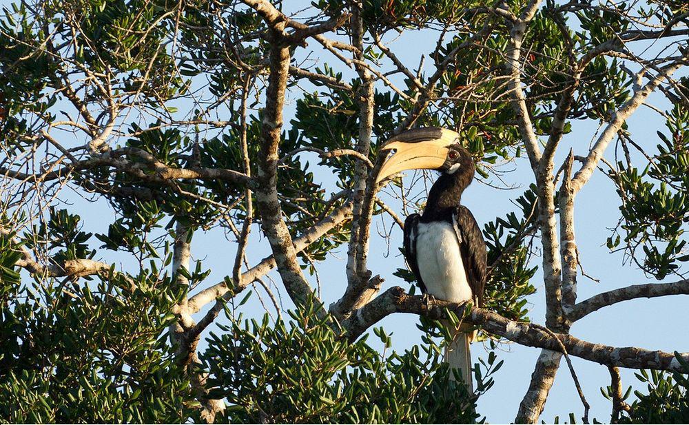 印度冠斑犀鸟 / Malabar Pied Hornbill / Anthracoceros coronatus