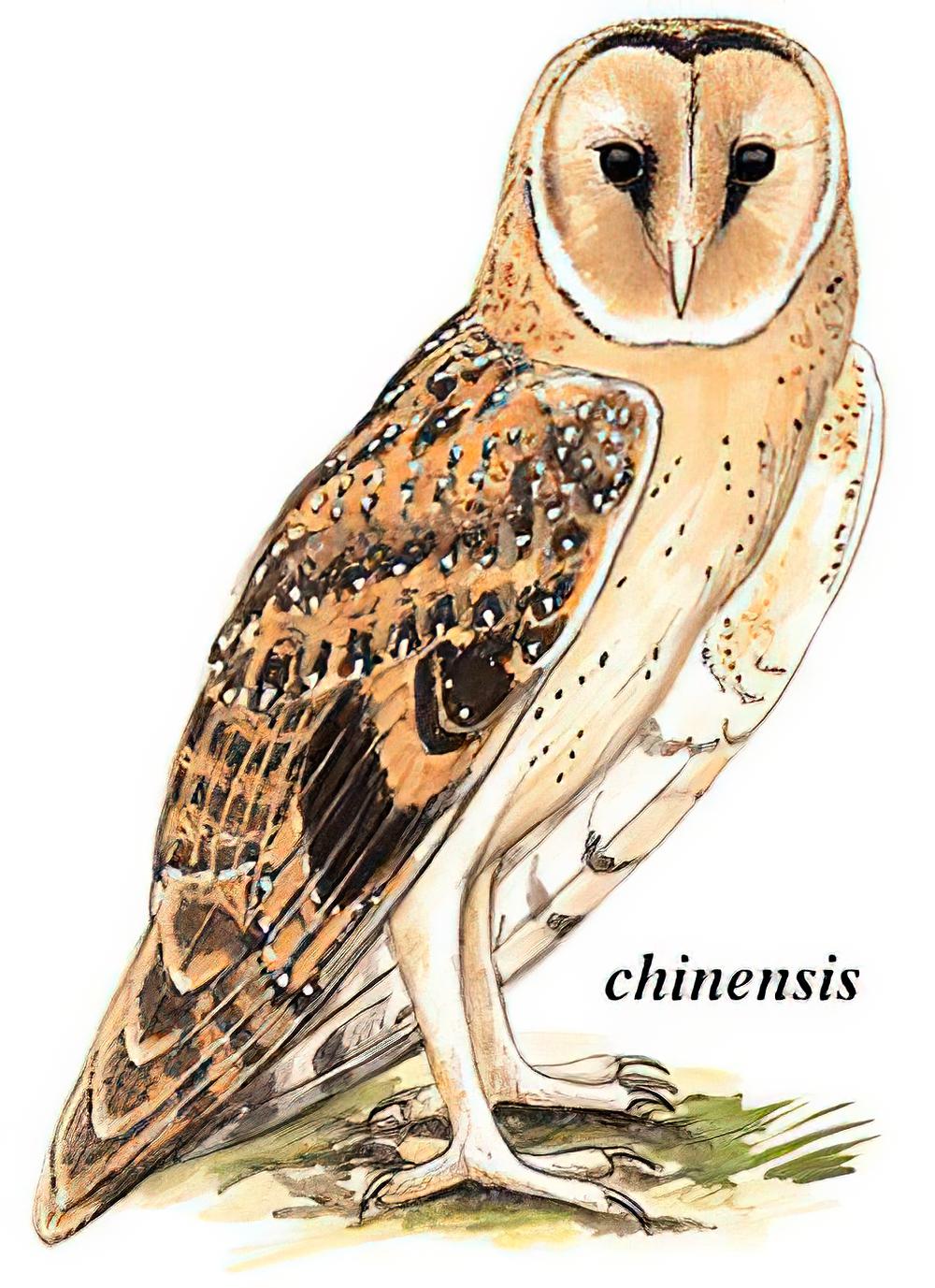 草鸮 / Eastern Grass Owl / Tyto longimembris