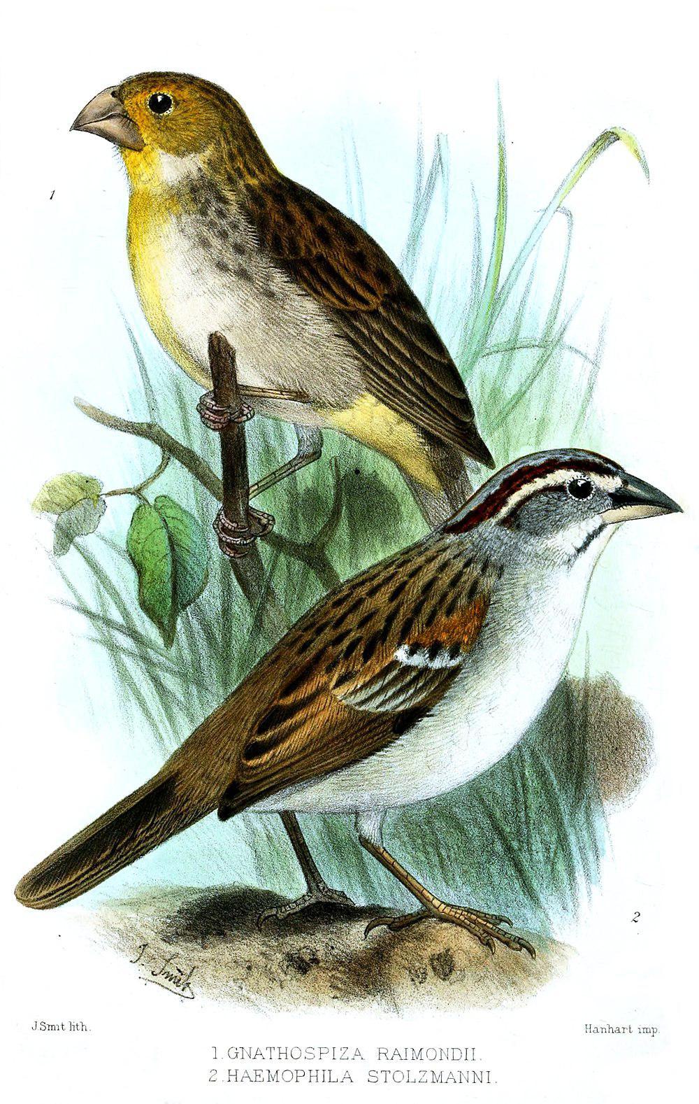 斯贝猛雀鹀 / Tumbes Sparrow / Rhynchospiza stolzmanni