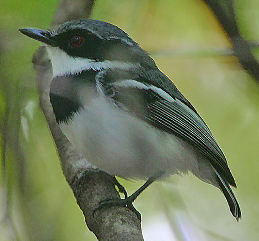 短尾蓬背鹟 / Forest Batis / Batis mixta