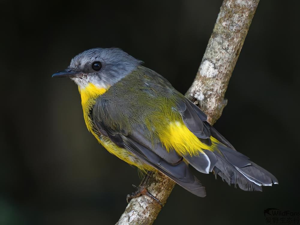 黄鸲鹟 / Eastern Yellow Robin / Eopsaltria australis
