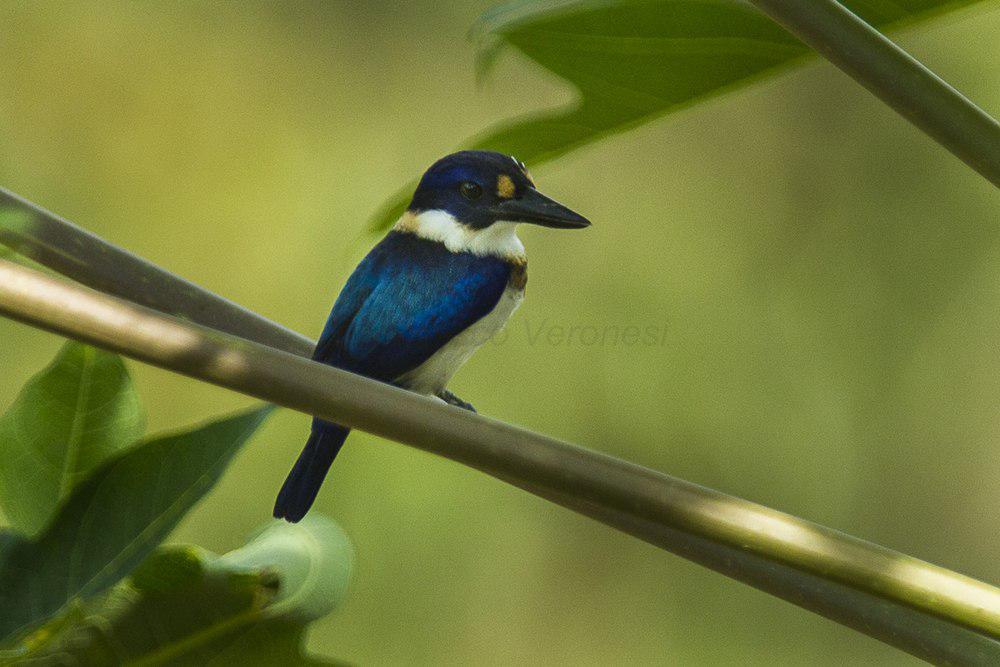 摩鹿加翡翠 / Blue-and-white Kingfisher / Todiramphus diops