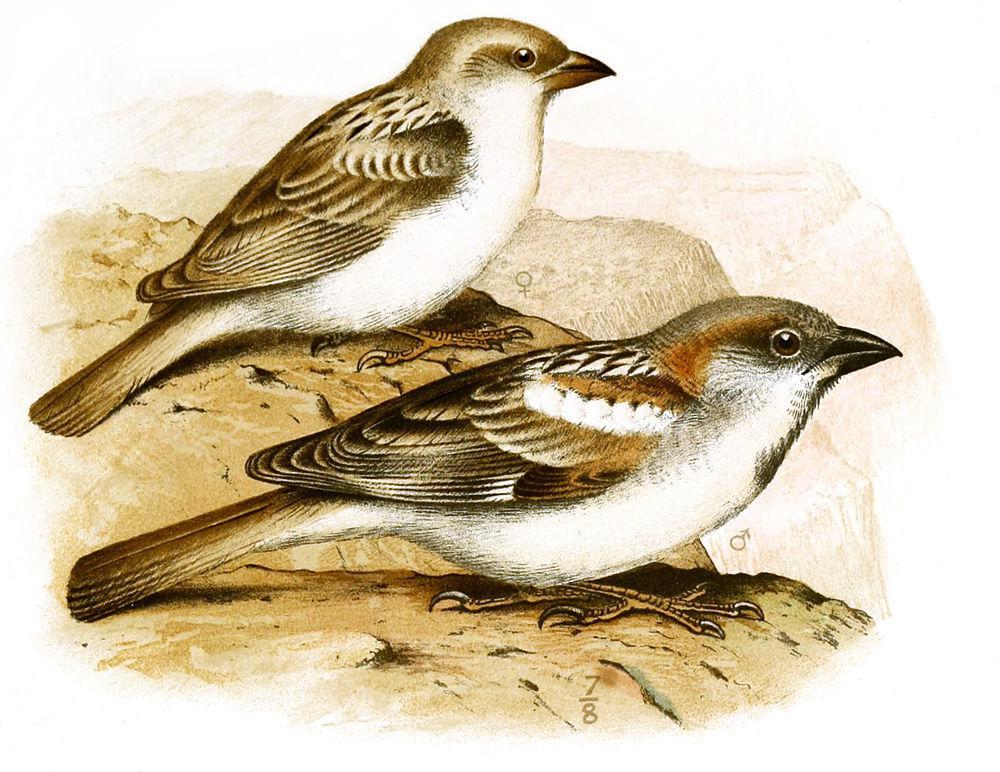 阿布德库里麻雀 / Abd al-Kuri Sparrow / Passer hemileucus