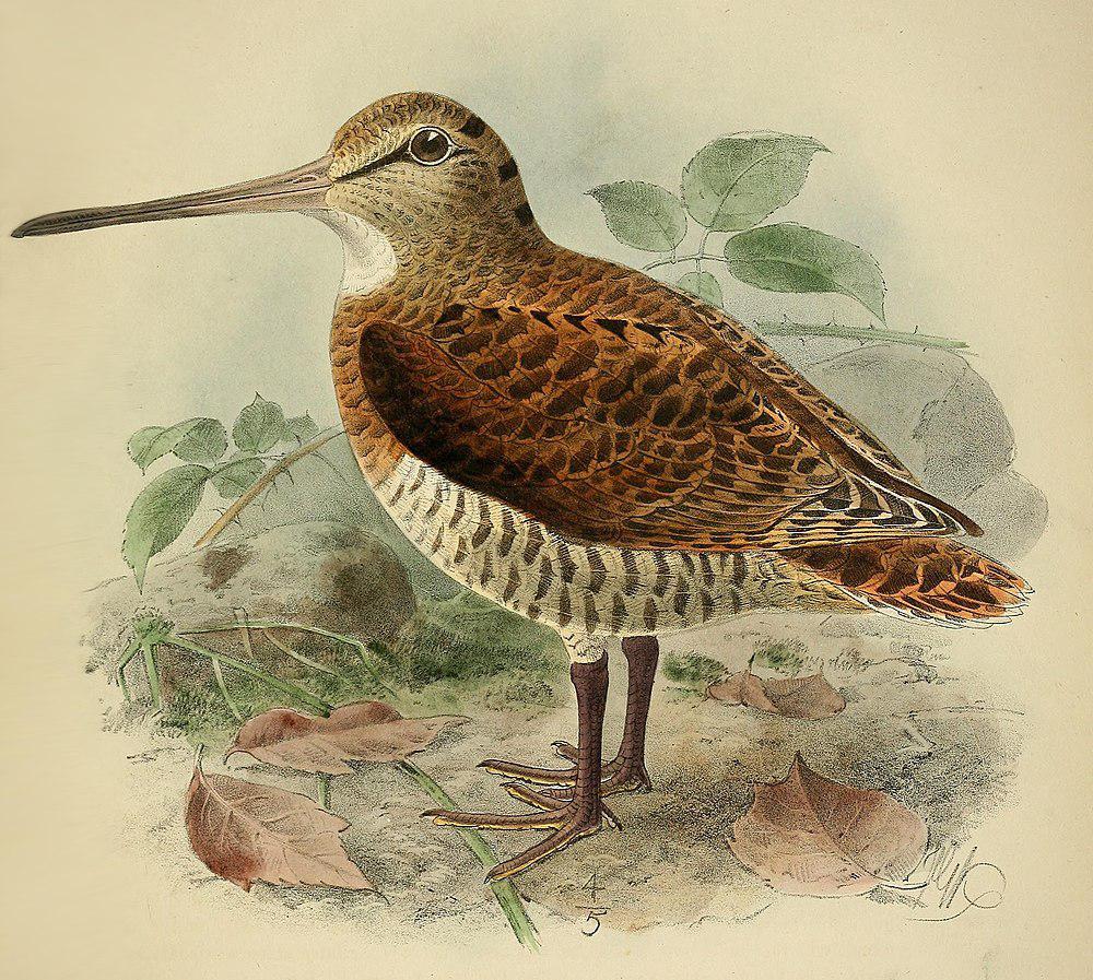 新几内亚丘鹬 / New Guinea Woodcock / Scolopax rosenbergii