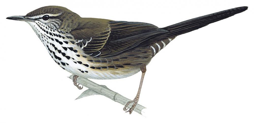 白翅短翅莺 / White-winged Swamp Warbler / Bradypterus carpalis