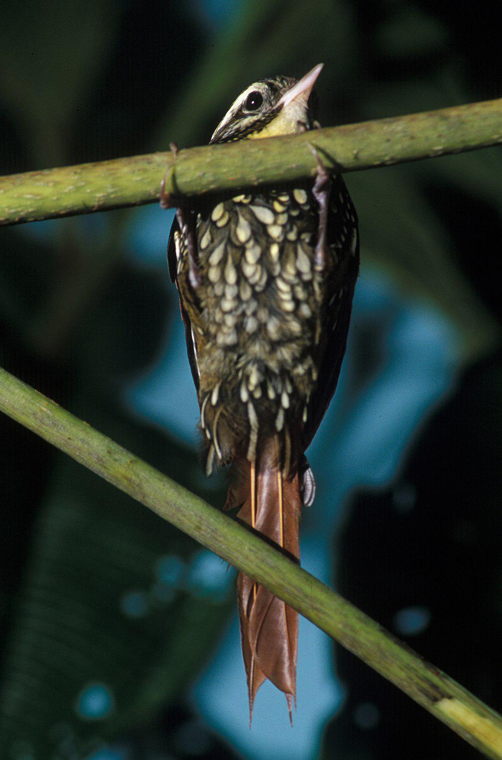 鳞斑爬树雀 / Pearled Treerunner / Margarornis squamiger