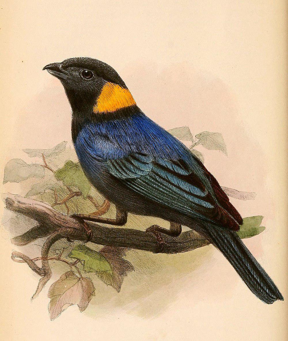 黄领彩裸鼻雀 / Yellow-scarfed Tanager / Iridosornis reinhardti