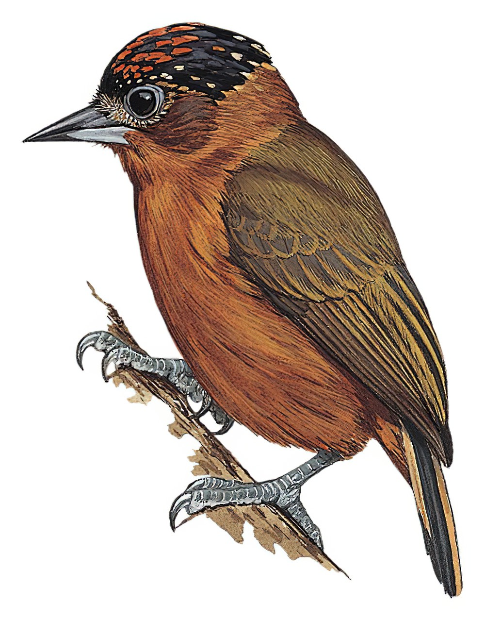 棕胸姬啄木鸟 / Rufous-breasted Piculet / Picumnus rufiventris