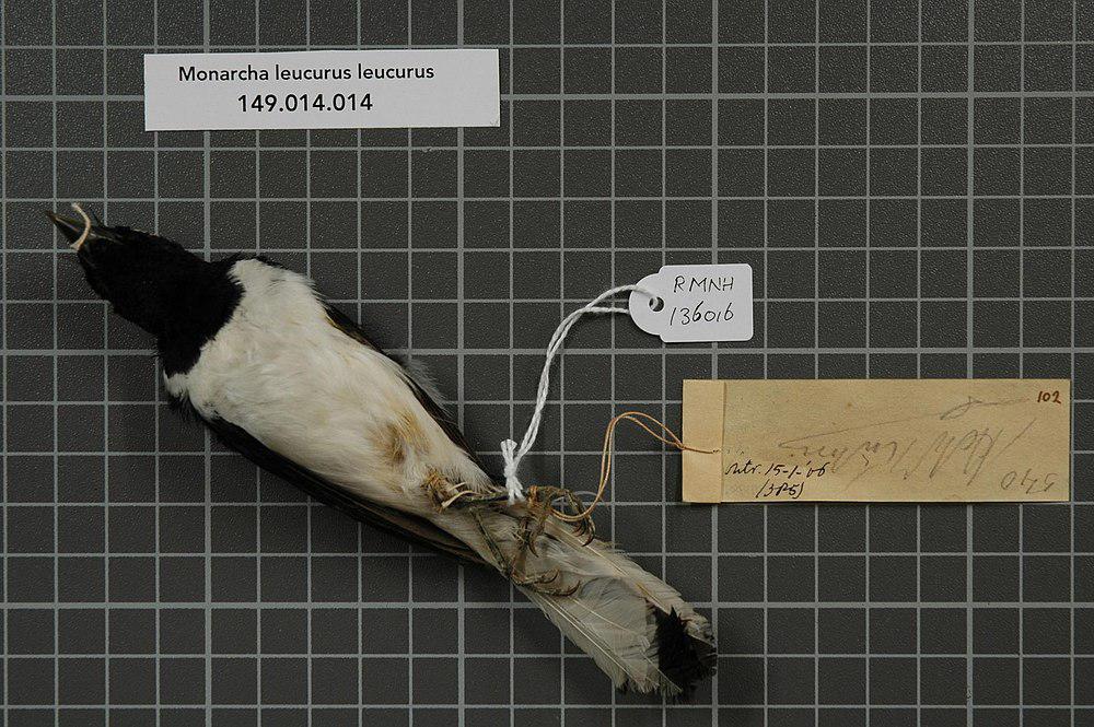 白尾王鹟 / White-tailed Monarch / Symposiachrus leucurus