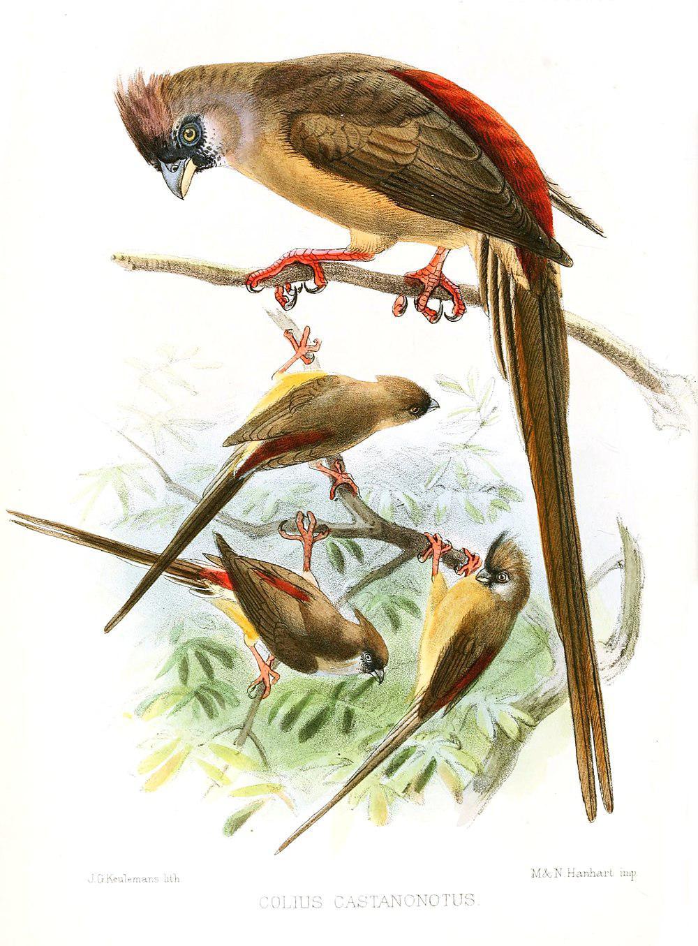 红背鼠鸟 / Red-backed Mousebird / Colius castanotus