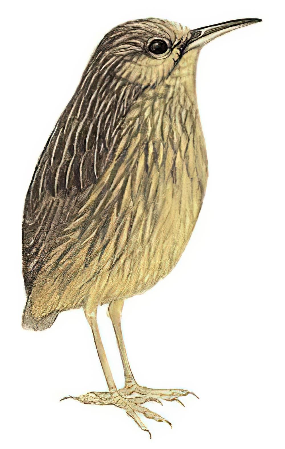 长嘴鹩鹛 / Long-billed Wren-Babbler / Napothera malacoptila
